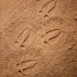 Yellow Door® Let's Investigate Woodland Footprints Double-Sided Animal Stones