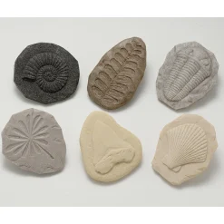 Yellow Door® Let's Investigate Fossils Discovery Kit