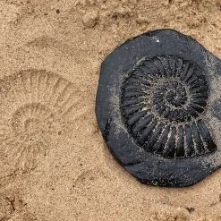 Yellow Door® Let's Investigate Fossils Discovery Kit