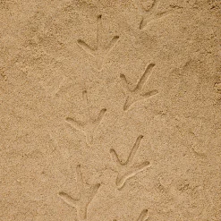 Yellow Door® Let's Investigate Farm Yard Footprints Double-Sided Animal Stones