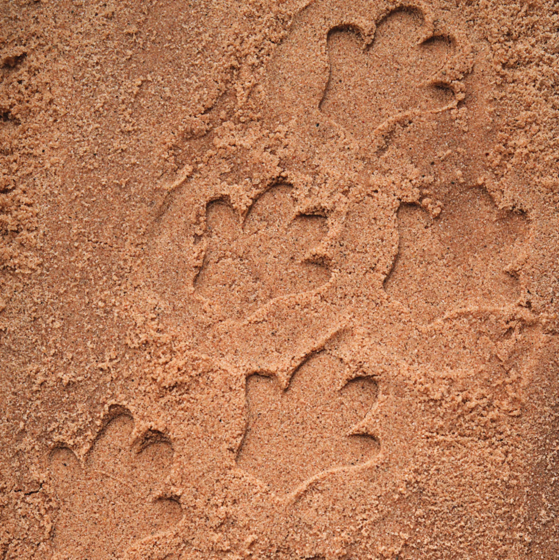Yellow Door® Let's Investigate Safari Footprints Double-Sided Animal Stones