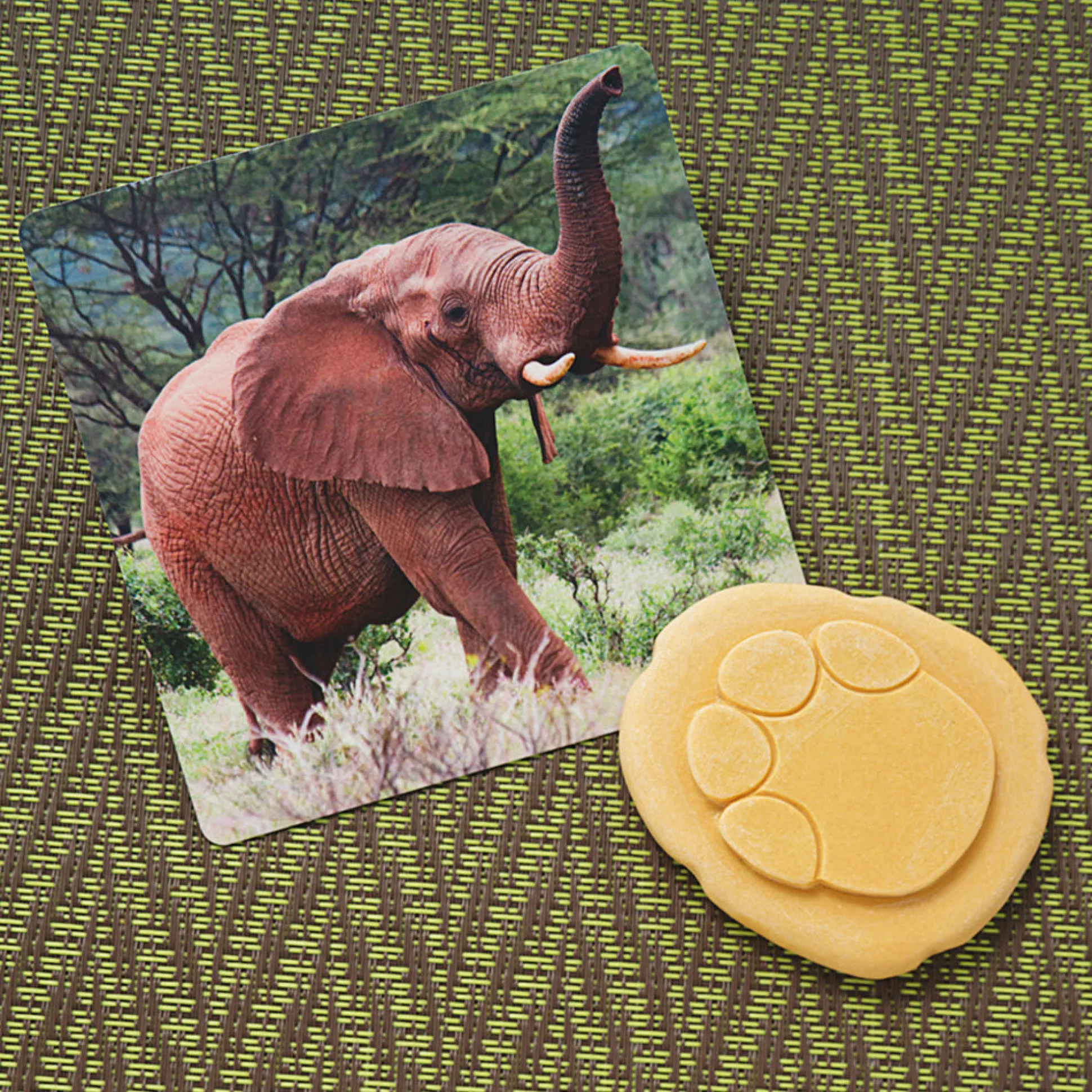 Yellow Door® Let's Investigate Safari Footprints Double-Sided Animal Stones