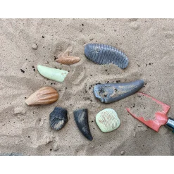 Yellow Door® Let’s Investigate Prehistoric Teeth | 8 Durable Fossil Tooth Replicas for Sensory Play, STEM Learning & Paleontology Exploration