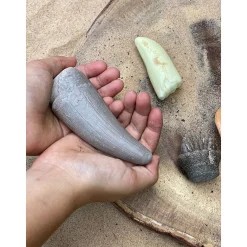 Yellow Door® Let’s Investigate Prehistoric Teeth | 8 Durable Fossil Tooth Replicas for Sensory Play, STEM Learning & Paleontology Exploration