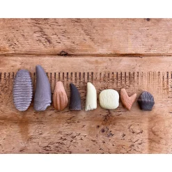 Yellow Door® Let’s Investigate Prehistoric Teeth | 8 Durable Fossil Tooth Replicas for Sensory Play, STEM Learning & Paleontology Exploration