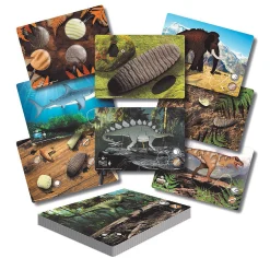 Yellow Door® Prehistoric Teeth Explore & Discover Cards