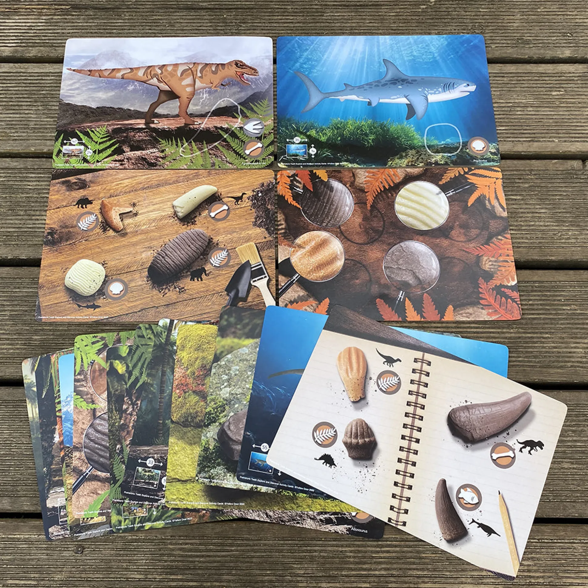 Yellow Door® Prehistoric Teeth Explore & Discover Cards
